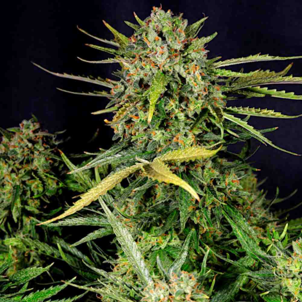 Critical Auto