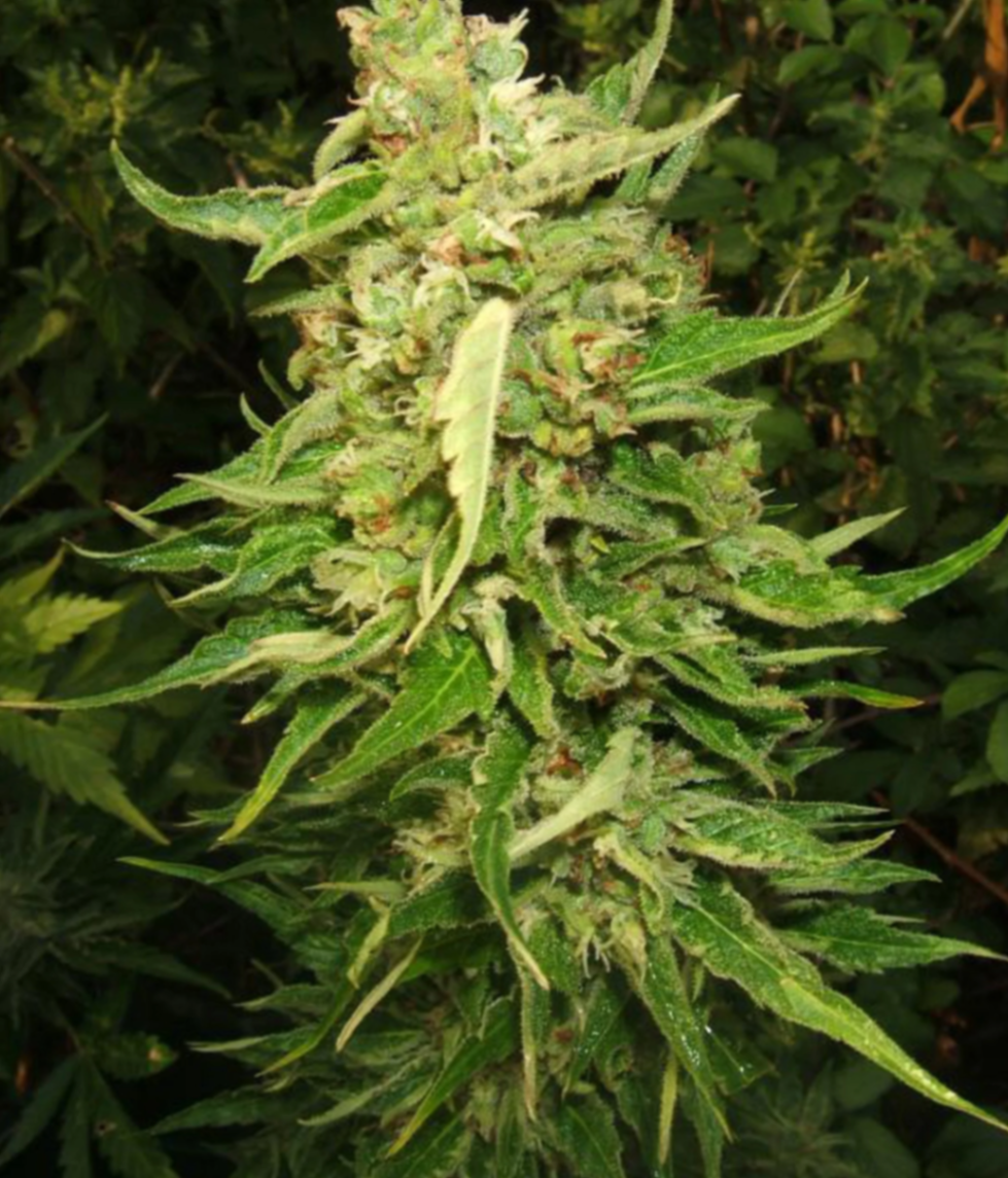 Gelato Auto