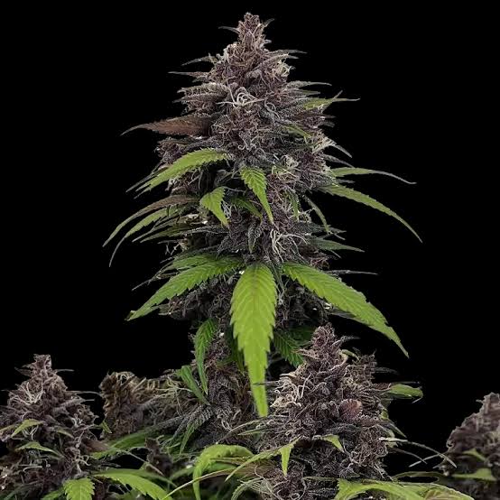 Purple Haze