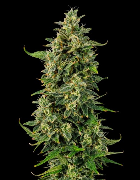 OG Kush Auto