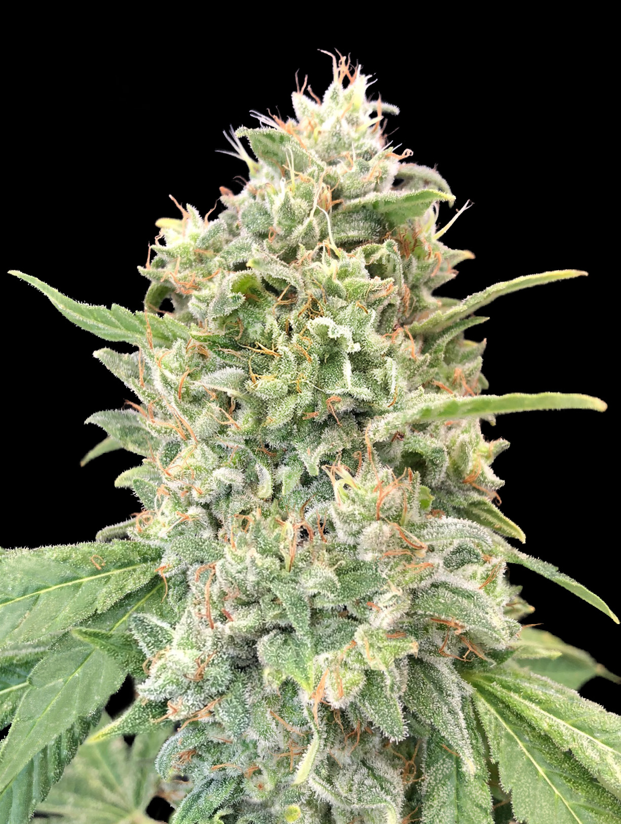 Strawberry Banana