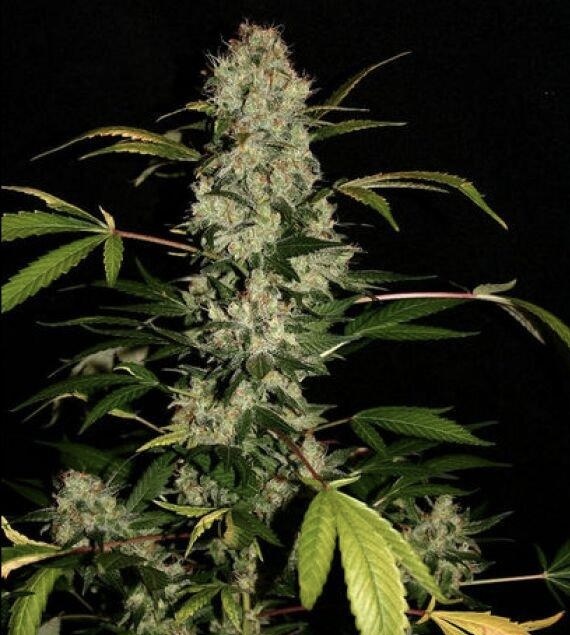 Jack Herer