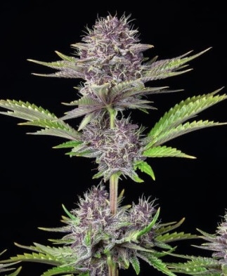 Purple Haze Auto