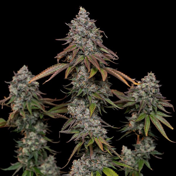 OG Kush