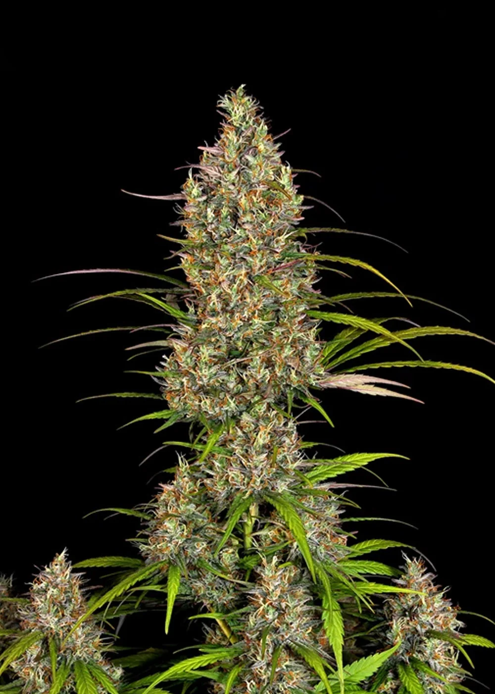 Lemon Haze Auto