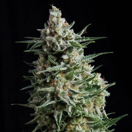 NY Diesel Auto
