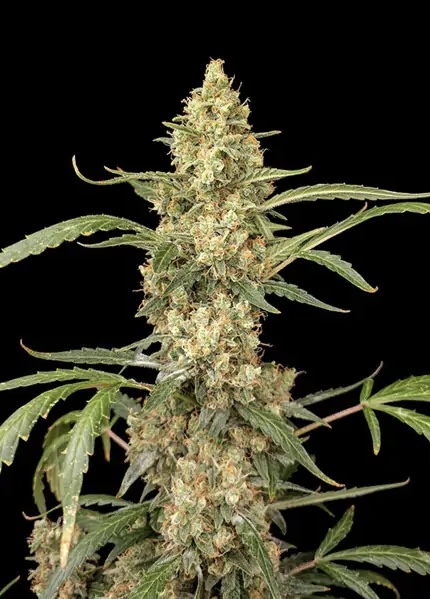 Gorilla Kush