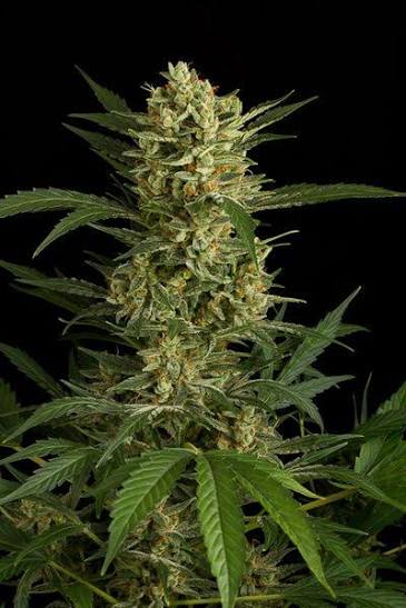 Amnesia Auto