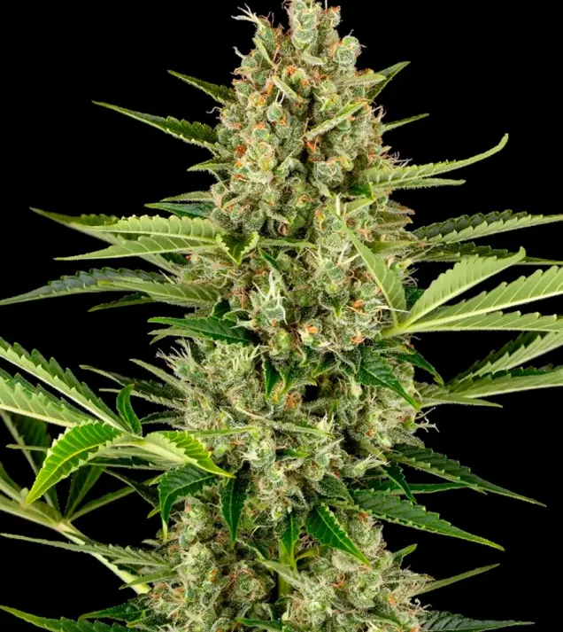 Jack Herer Auto