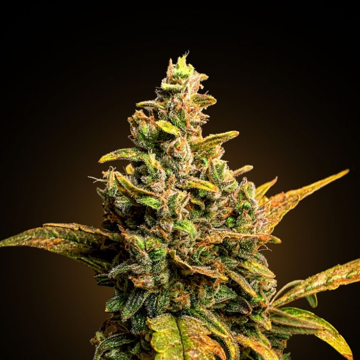 Bubble Gum Auto